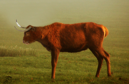 Buffalo Deer
