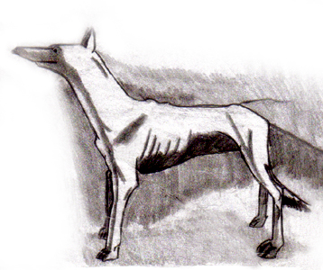 Egypt Dog