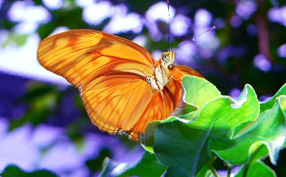 Papilionoidea