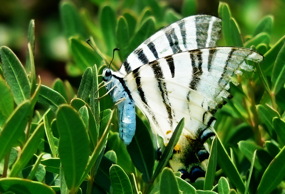 Iphiclides Podalirius