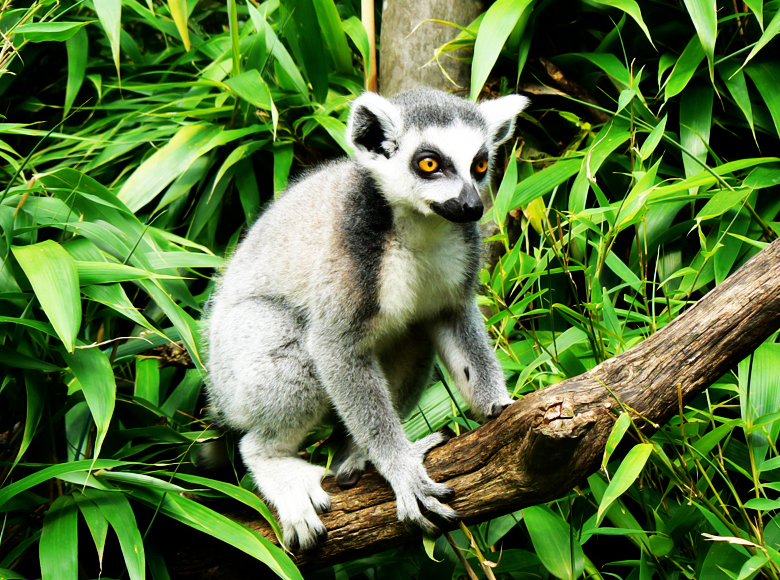Lemur Catta