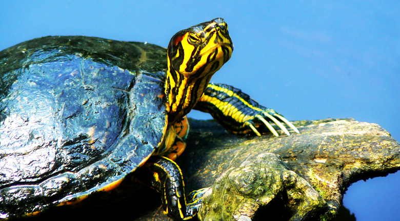 Trachemys Scripta Scripta