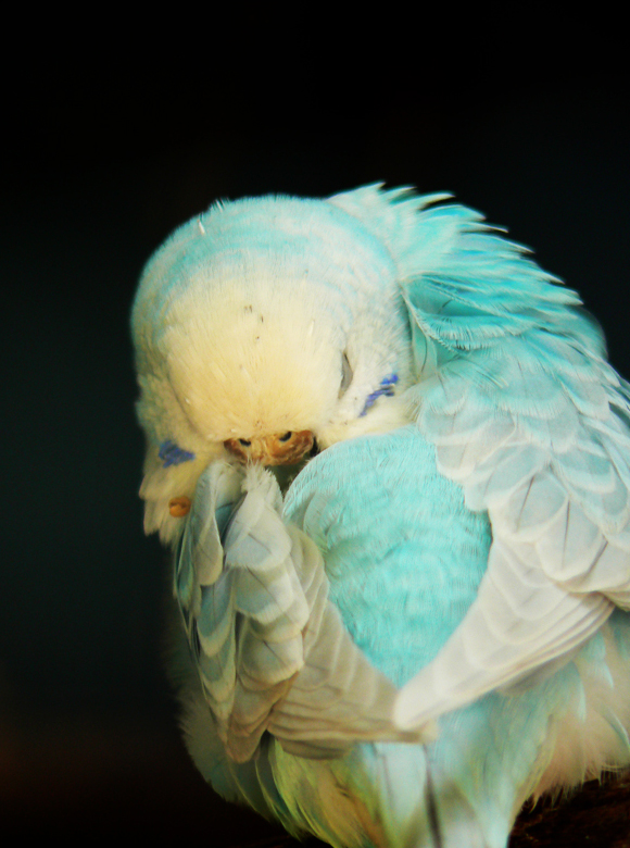 Melopsittacus Undulatus