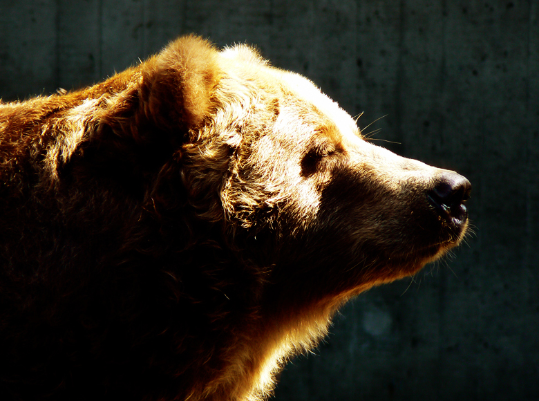 Ursus Arctos Middendorffi