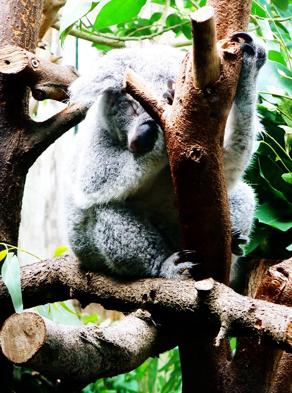 Phascolarctos Cinereus