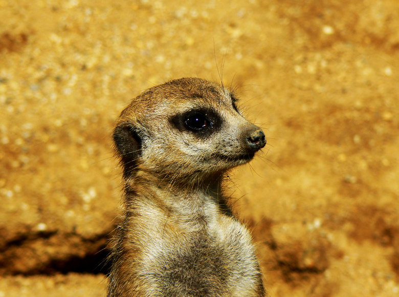 Suricata Suricatta
