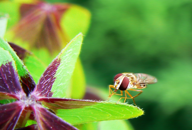 Parasyrphus Annulatus