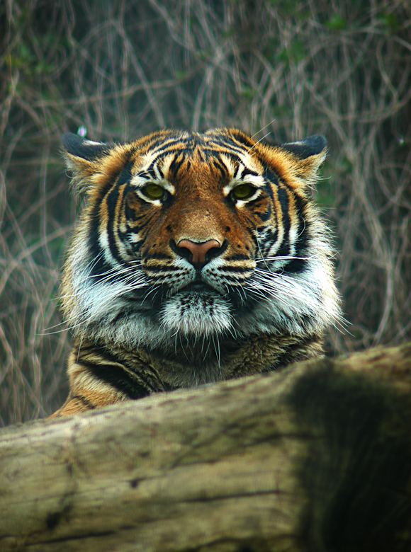 Panthera Tigris Sumatrae