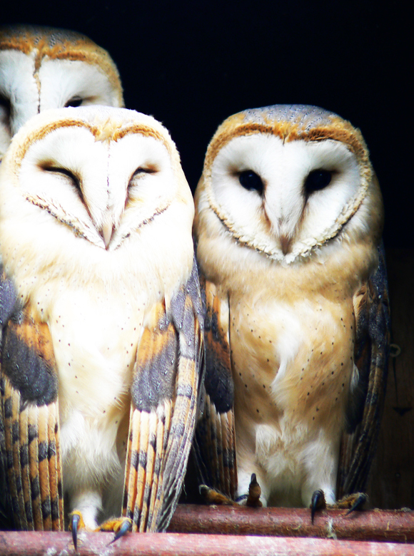Tyto Alba
