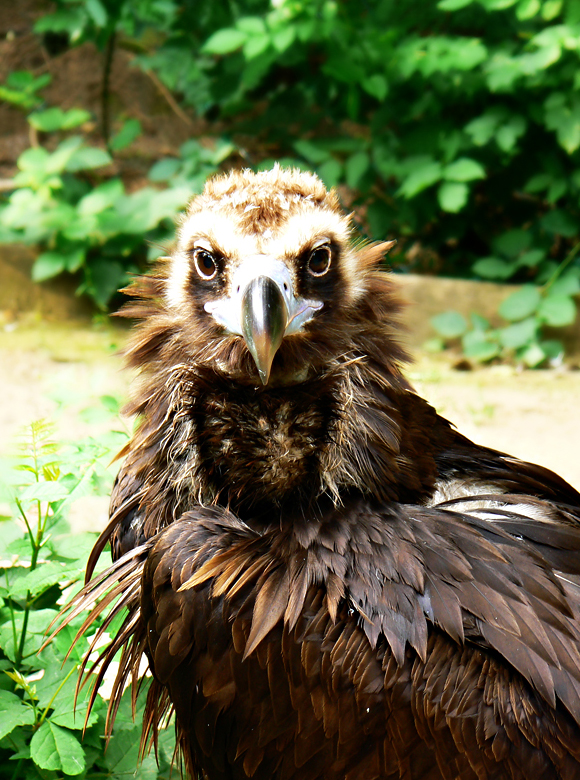 Aegypius Monachus