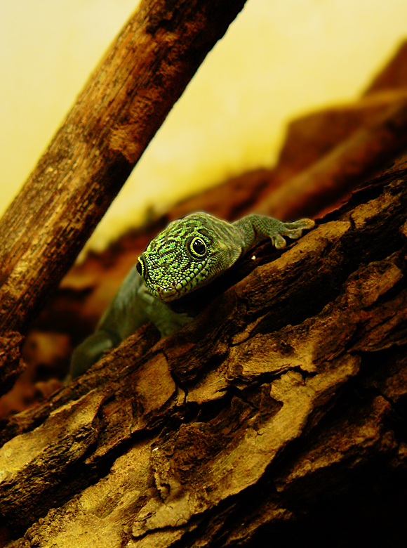 Phelsuma
