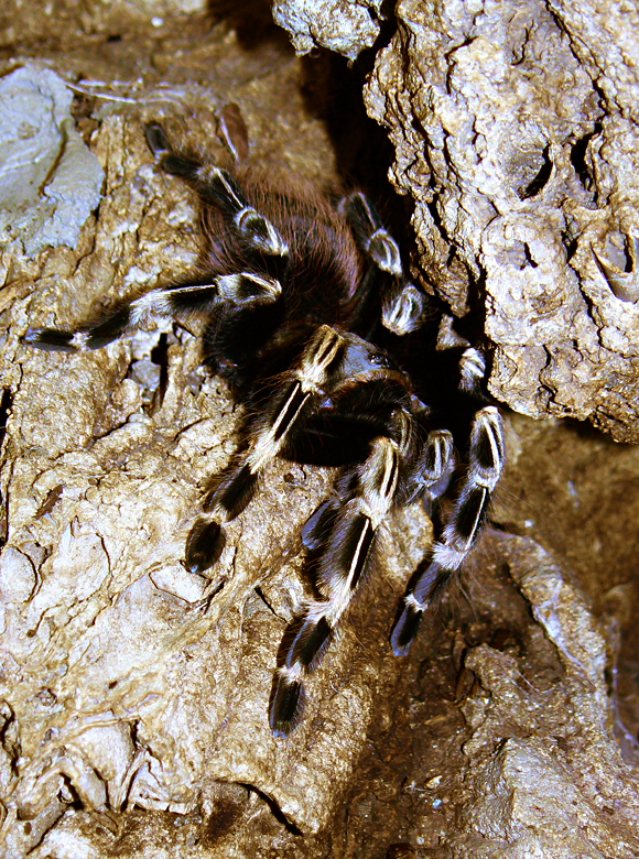 Lasiodora Cristata