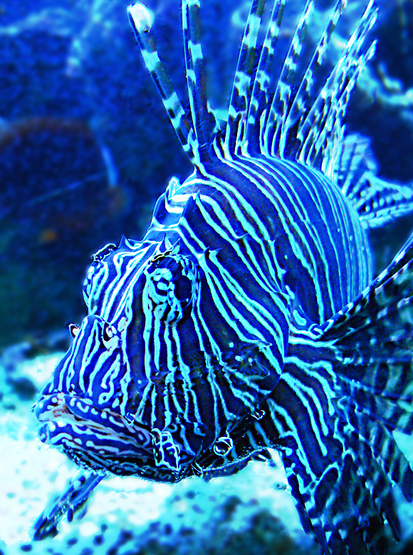 Pterois Volitans