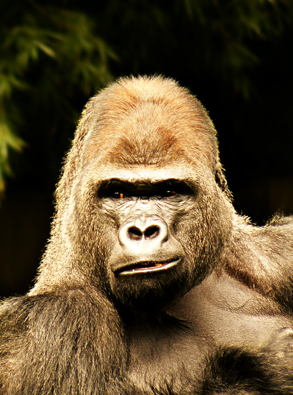 Gorilla Gorilla Gorilla
