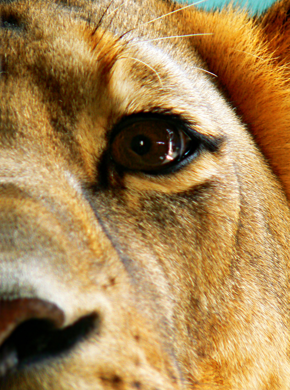Panthera Leo