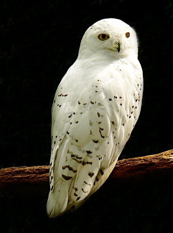 Bubo Scandiacus
