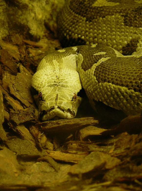 Python Regius
