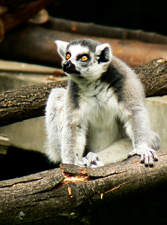 Lemur Catta