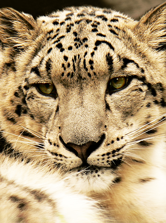 Panthera Uncia