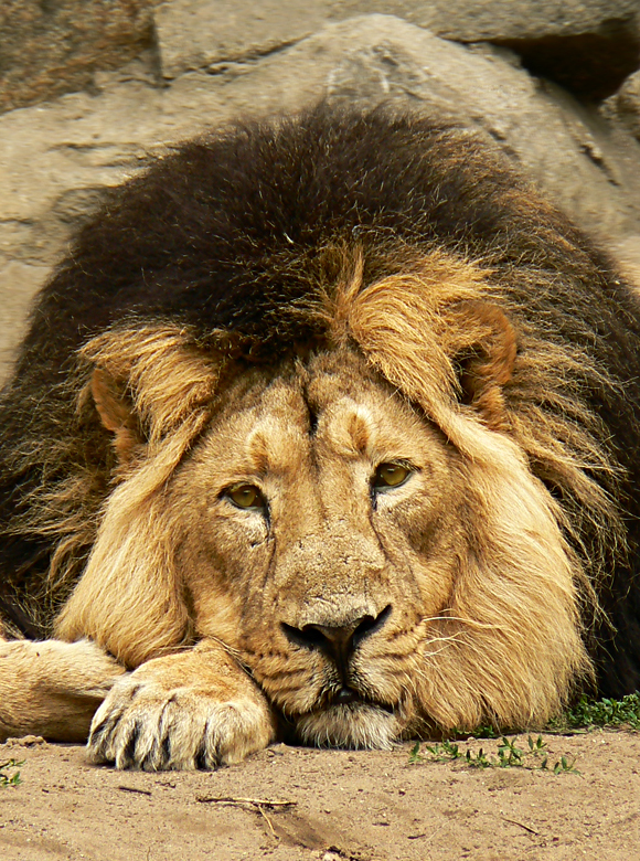 Panthera Leo Persica