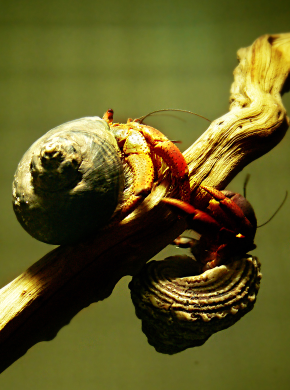 Coenobitidae