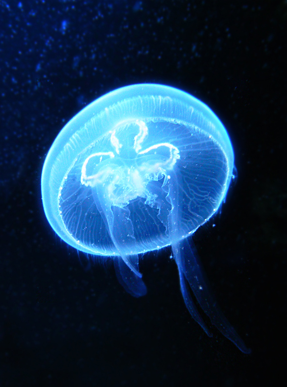 Aurelia Aurita