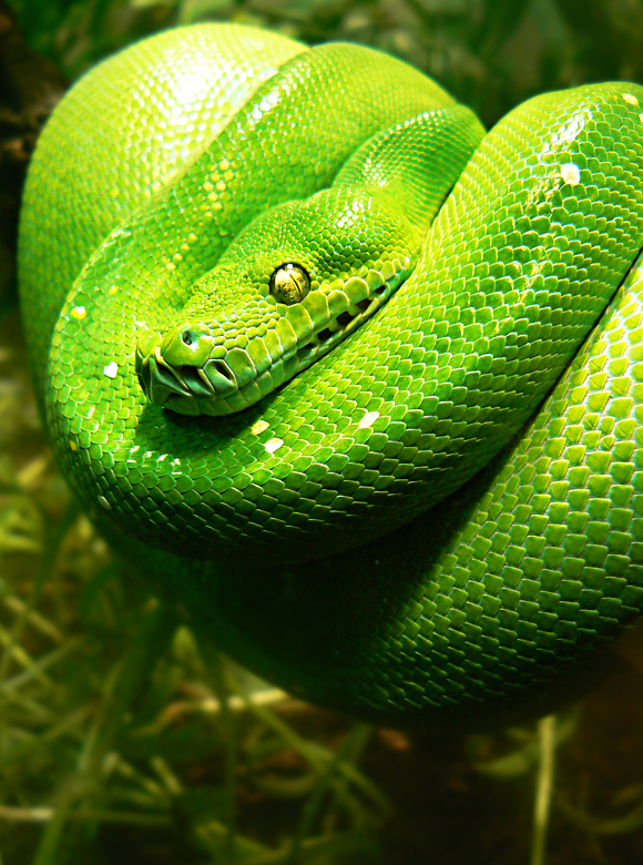 Morelia Viridis
