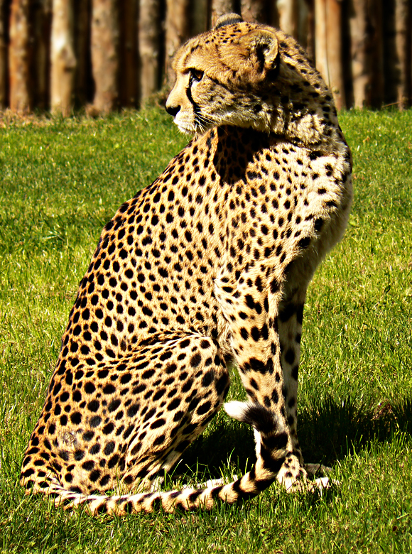 Acinonyx Jubatus