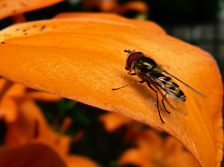 Parasyrphus Annulatus
