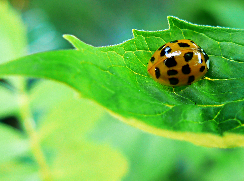 Harmonia Axyridis