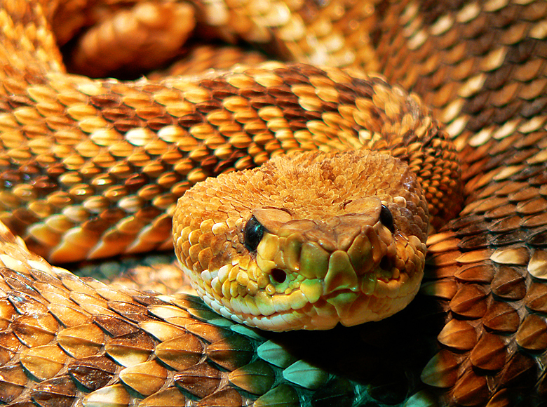 Crotalus Basiliscus