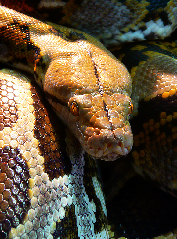 Python Reticulatus