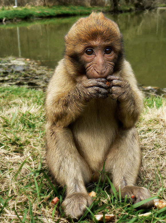 Macaca Sylvanus