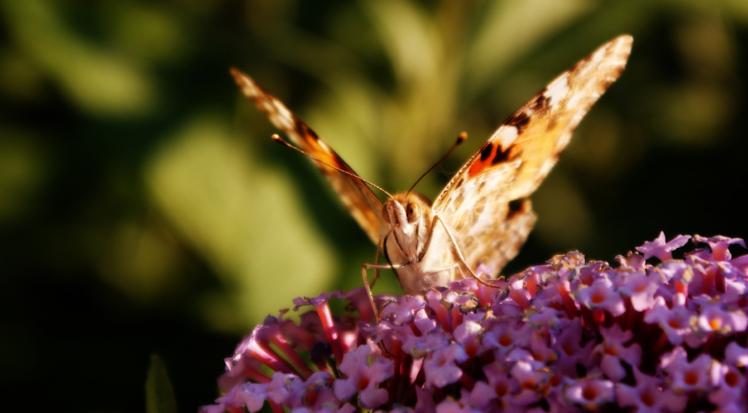 Aglais Urticae