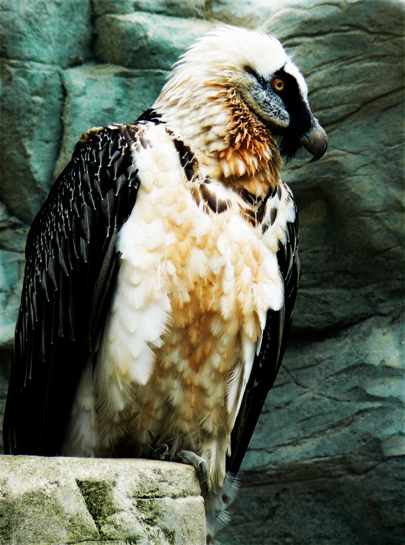 Gypaetus Barbatus