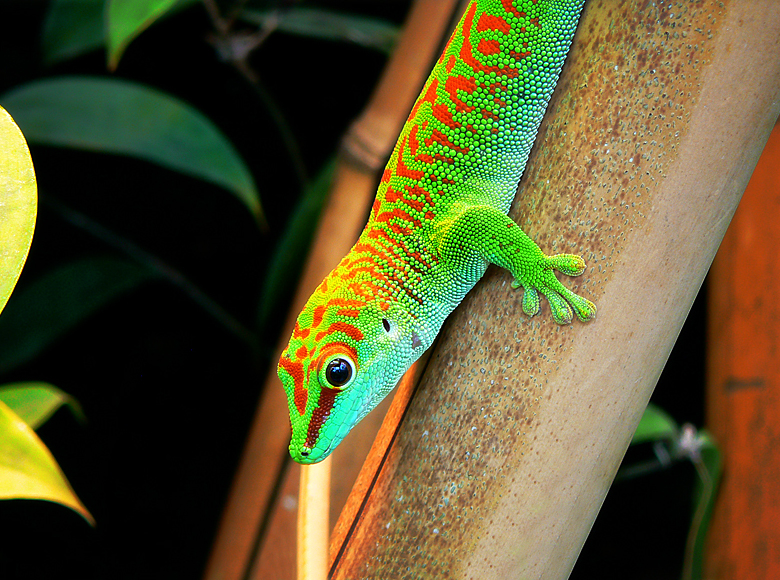 Phelsuma