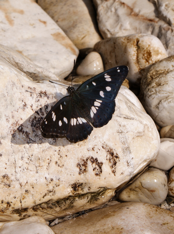 Lepidoptera