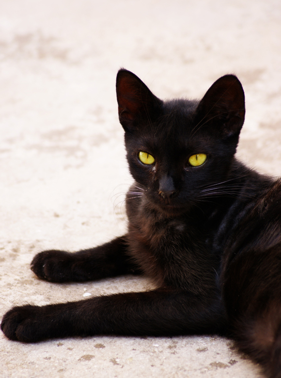 Felic Catus