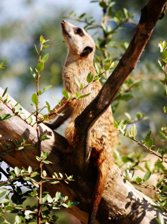 Suricata Suricatta