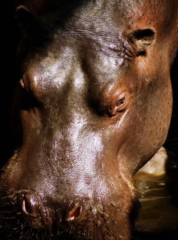 Hippopotamus Amphibius