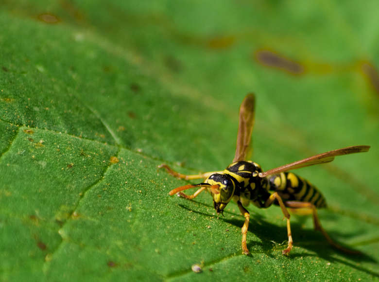 Vespula Germanica
