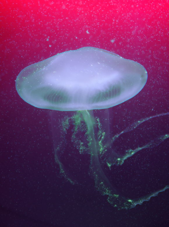 Aurelia Aurita