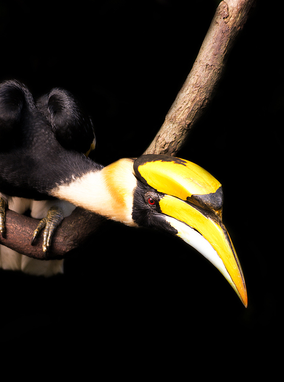 Buceros Bicornis