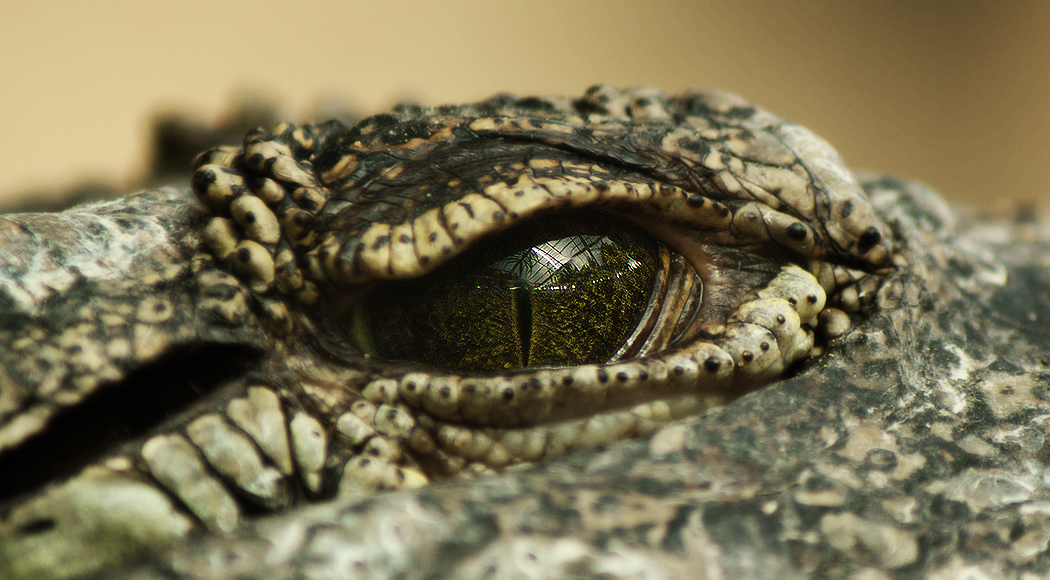 Crocodylus Niloticus