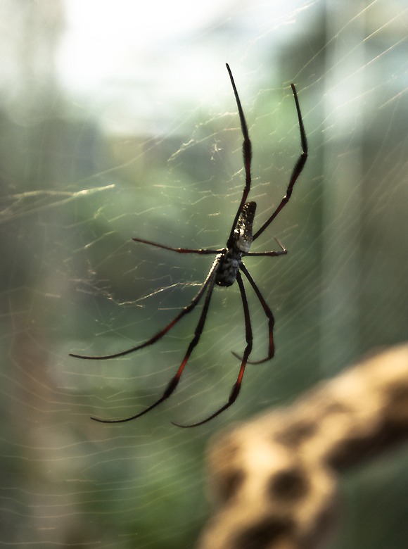 Arachnida
