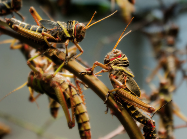 Tropidacris Collaris
