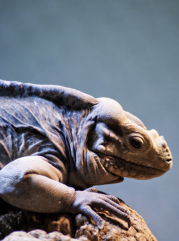 Cyclura Cornuta