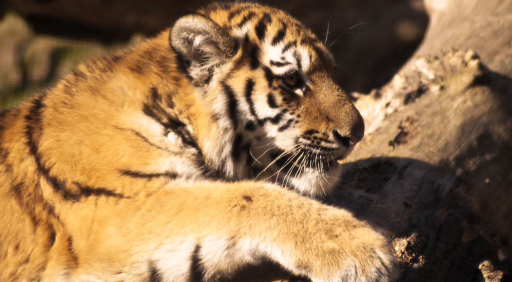 Panthera Tigris Altaica