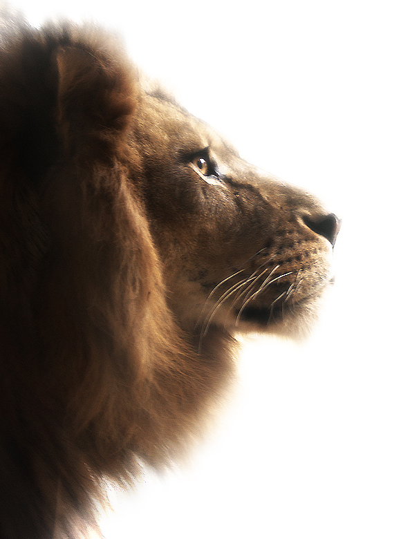 Panthera Leo Persica