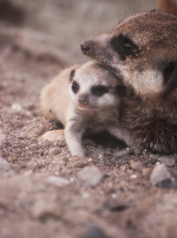 Suricata Suricatta